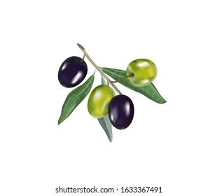 Olive oil with olive branch. Realistic 3d fruits of olives. Drop of olive oil splash.