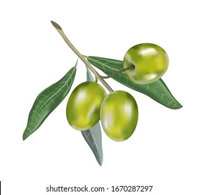 Olive oil with branch. Realistic 3d fruits.