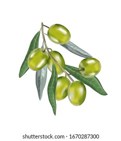 Olive Oil With Branch. Realistic 3d Fruits.