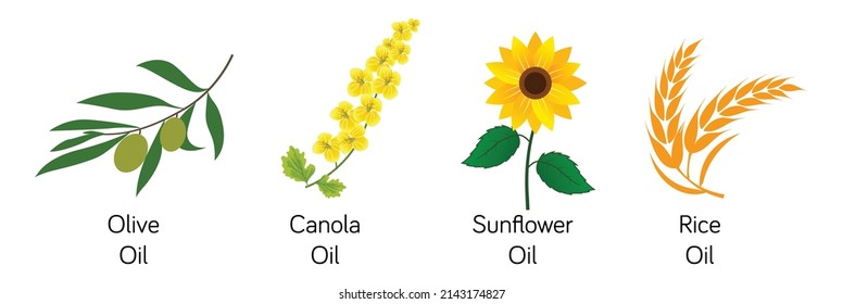 olive oil, canola oil, sunflower oil, rice oil isolated vector illustrations, packaging design elements 