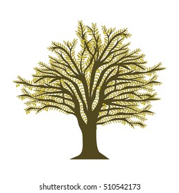 olive oil design