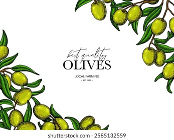 Olive oil design template. Green olive, leaves and branches vector drawing. Hand drawn label sketch. Banner, product packaging, design concept. Engraved food or cosmetic ingredient illustration.
