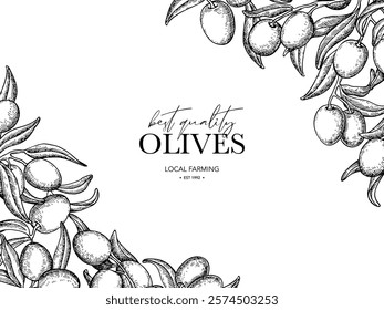 Olive oil design template. Olive leaves and branches vector drawing. Hand drawn label sketch. Banner, product packaging, design concept. Engraved food or cosmetic ingredient illustration.