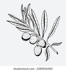 olive oil drawing of ink sketch for label packaging, sticker label, poster, banner, background. art print olive oil. olive oil farm