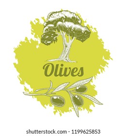 Olive oil label design: olive tree branches with fruits. Hand drawn sketch. Vector illustration.