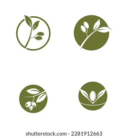 olive oil  logo leaf vector