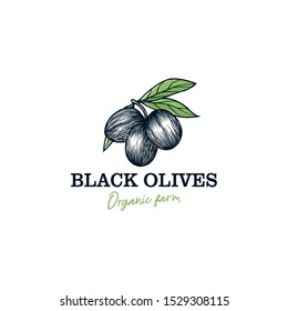 Olive oil logo for product label - food herb nature - fresh olive fruit with leaf