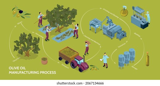 Olive oil production infographics with manufacturing process from harvesting to bottling 3d isometric vector illustration