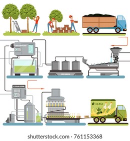 Olive oil production process stages, harvesting olives, packing of finished products and delivery to consumer vector Illustrations