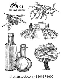 Olive oil production set. Isolated flat hand drawn olive tree grove, branch, leaves, oil product bottle sketch collection. Organic natural food production vector illustration