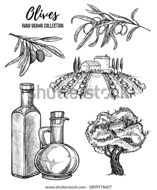 Olive Oil Production Set Isolated Flat Stock Vector Royalty Free 1809978607 Shutterstock 