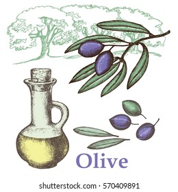  Olive oil set.  Hand  drawn  illustration. Design elements for announcements, invitations, farmers' markets.