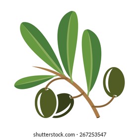 Olive oil vector illustration