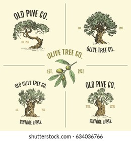 Logotipos de oliveira e pinheiro gravados ou desenhados à mão, isolado velho olhar emblema para ecologia, camping ou marca de alimentos