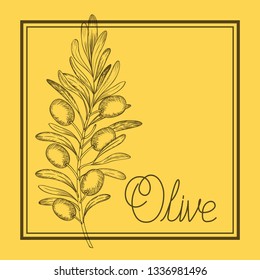 olive plant drawn italian food