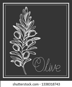 olive plant drawn italian food