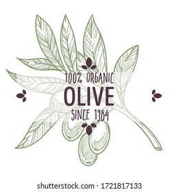 Olive plant monochrome sketch outline, branch with foliage and berries. Isolated vegetable, veggie for meals and food in restaurants and markets. Organic ingredient label with text, vector in flat