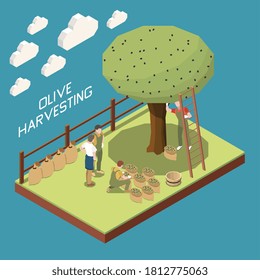 Olive production isometric composition with garden section and tree with people gathering harvest into cloth sacks vector illustration