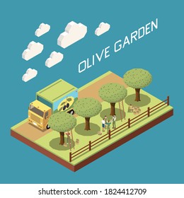 Olive production isometric composition with outdoor view of garden with row of trees truck and people vector illustration