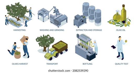 Olive olive production isometric design concept with people harvesting factory equipment transport workers isolated 3d vector illustration