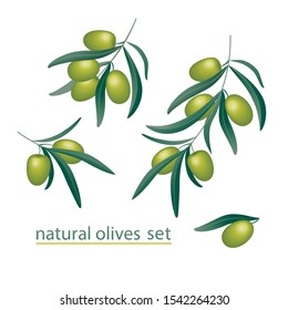 Olive realistic branches set with black olives on white background isolated