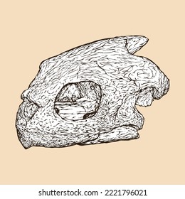 olive ridley sea turtle skull head vector illustration