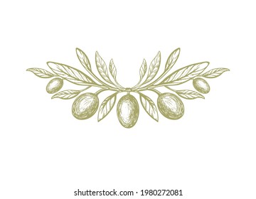 Olive, rustic symbol. Vector texture twig, green italian fruit, vintage foliage on white background. Nature engraved illustration. Greece pattern