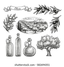 Olive set. Hand drawn vector illustration. Isolated on white background. Retro style.