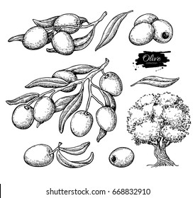 Olive set. Hand drawn vector illustration of branch with food, tree, oil drop. Isolated drawing on white background. Engraved plant. Great for menu, banner, label, logo, flyer