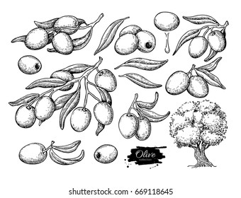 Conjunto de olivos. Ilustración vectorial hecha a mano de rama con alimento, árbol, gota de aceite. Dibujo aislado sobre fondo blanco. Planta grabada. Excelente para menú, banner, etiqueta, logotipo, volante