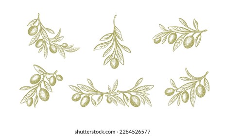 Olive set. Vector sketch of fruit, green leaves, rustic branch. Vintage botanical illustration, hand drawn symbol. Mediterranean food, aroma oil