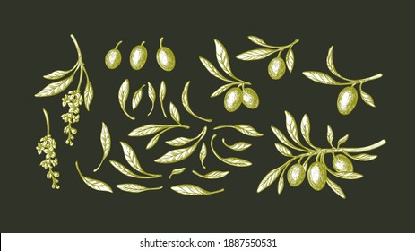 Olive set. Vector sketch illustration. Hand drawn branch, green leaf, ripe fruit, vintage flower. Bio oil. Italian farm harvest