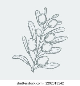 Olive sketch branch over white background with leaves and olives. Hand drawn vector illustration.