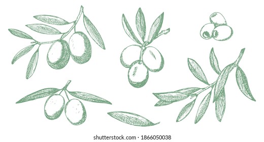 Olive sketch branches collection isolated on white background, olives vector hand drawn illustration
