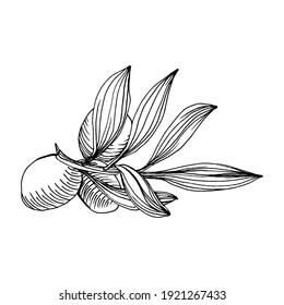 Olive sketch element. Olive branches isolated. Vector hand drawing wildflower for background, texture, wrapper pattern, frame or border.