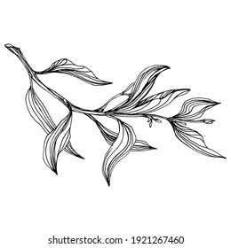Olive sketch element. Olive branches isolated. Vector hand drawing wildflower for background, texture, wrapper pattern, frame or border.