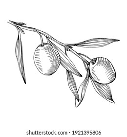 Olive sketch element. Olive branches isolated. Vector hand drawing wildflower for background, texture, wrapper pattern, frame or border.