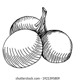 Olive sketch element. Olive branches isolated. Vector hand drawing wildflower for background, texture, wrapper pattern, frame or border.