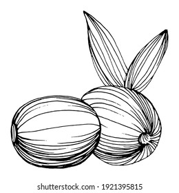 Olive sketch element. Olive branches isolated. Vector hand drawing wildflower for background, texture, wrapper pattern, frame or border.