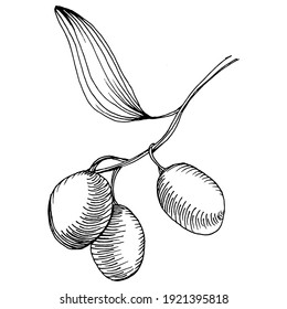 Olive sketch element. Olive branches isolated. Vector hand drawing wildflower for background, texture, wrapper pattern, frame or border.