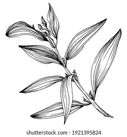 Olive sketch element. Olive branches isolated. Vector hand drawing wildflower for background, texture, wrapper pattern, frame or border.