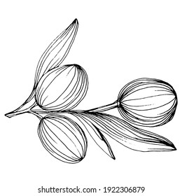 Olive sketch element. Olive branches isolated. Vector hand drawing wildflower for background, texture, wrapper pattern, frame or border.