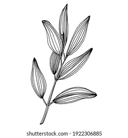 Olive sketch element. Olive branches isolated. Vector hand drawing wildflower for background, texture, wrapper pattern, frame or border.