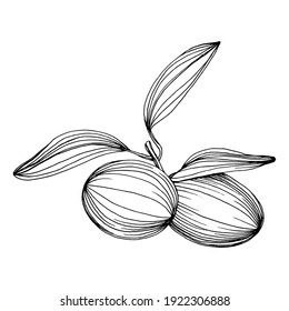 Olive sketch element. Olive branches isolated. Vector hand drawing wildflower for background, texture, wrapper pattern, frame or border.
