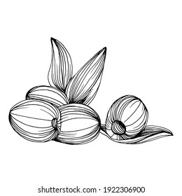 Olive sketch element. Olive branches isolated. Vector hand drawing wildflower for background, texture, wrapper pattern, frame or border.