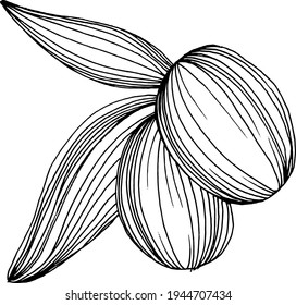 Olive sketch element. Olive branches isolated. Vector hand drawing illustration.