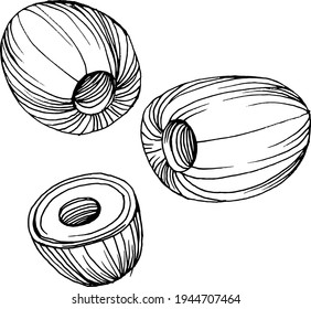 Olive sketch element. Olive branches isolated. Vector hand drawing illustration.