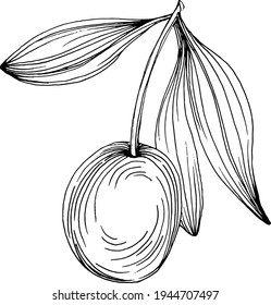 Olive sketch element. Olive branches isolated. Vector hand drawing illustration.