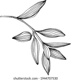 Olive sketch element. Olive branches isolated. Vector hand drawing illustration.