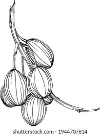 Olive Sketch Element. Olivenzweige einzeln. Vektorhandzeichnung.